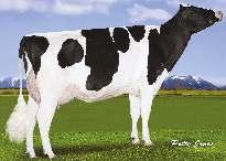 SULLY HART MERIDIAN NXB-264 DOMAIN x PLANET x SHOTTLE» excelentní utváření exteriéru» vysoká produkce mléka» vhodný na jalovice Stád 2021 Dcer 4317 Mléko +1006 2474 Tuk +14-0.