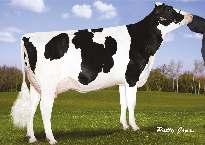 7% 1 970 3.3% 1 747 kg ENSENADA TABOO PLANET SULLY SHOTTLE MAY 06-07 305 15 753 3.9% 618 3.4% 541 kg Celoživotně: 55 570 3.5% 1 969 3.3% 1 830 kg Exteriér Stád: 1381 Dcer: 2536 R %: 98 3.