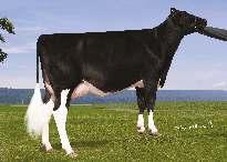 CANGEN PINKMAN NXB-263 SUPER x BAXTER x GOLDWYN CHARLESDALE SUPERSTITION KHW-I AIKAME BAXTER 02-00 305 9 989 4.1% 408 3.2% 323 kg EMERALD-ACR-SA T-BAXTER Celoživotně: 18 161 4.6% 827 3.