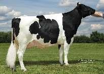 BOSSIR CELTIC» velmi lehké telení» vybalancovaný exteriér» vysoká plodnost dcer ROBUST x BALTIMOR x GOLDWYN Stád 53 Dcer 120 Mléko +423 2329 Tuk +20 +0.04 NM$ R % 92 % Bílkovina +17 +0.03 515 PTAT 1.