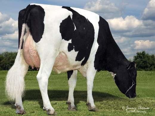 4% 671 kg Exteriér Stád: 39 Dcer: 87 R %: 91 1.35 malý # # velký Konstituce 0.58 slabá # # silný 0.77 mělká # # hluboká Mléčný typ 1.30 slabý # # výrazný Sklon zádě -0.52 zdvižená # # sražená 1.