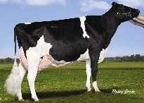 COMESTAR LILASWAY» excelentní utváření exteriéru» výborná mléčná užitkovost» lehké porody SNOWMAN x SANCHEZ x GOLDWYN PH 8/2016 Stád 93 Kg % Dcer 100 Mléko +1753 Laktací 100 Tuk +48-0.