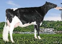GERANETTE LOUIS» excelentní utváření exteriéru» vysoká produkce T+B» vynikající vlastní plodnost býka LAVAMAN x BOLTON x FBI PH 8/2016 Stád 87 Kg % Dcer 95 Mléko +502 Laktací 95 Tuk +65 +0.