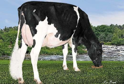 2% 2201 kg GERANETTE F B I LAURIE 05-11 305 14 764 4% 591 3.2% 466 kg Dery Louis Gama 02-00 177d 6 942 4.0% 276 3.1% 216 kg Celoživotně: 81 198 4.3% 3 533 3.