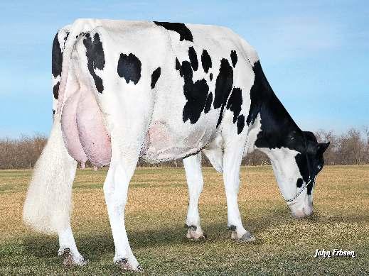 TRIPLECROWN JW MATTERS LADYS-MANOR OCTOBERFEST SSI MOONRAY 9071 DE-SU RB MOONRAY 11038» excelentní NM a PL» excelentní utváření exteriéru» zajímavý původ S-S-I BOOKEM MODESTO7269 03-03 305 11 540 3.