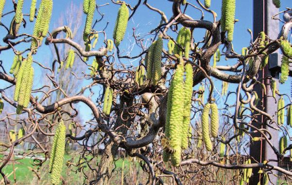 velkých listovacích jmenovek Založení nových ploch Den otevřených dveří JARO VE VČELAŘSKÉM ARBORETU Konečně zmizely sněhové závěje a jakmile teplota