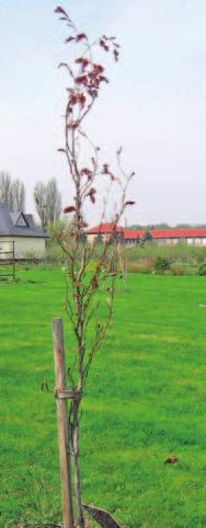 PARDUBICE Buk lesní Fagus silvatica Dawyck Purple