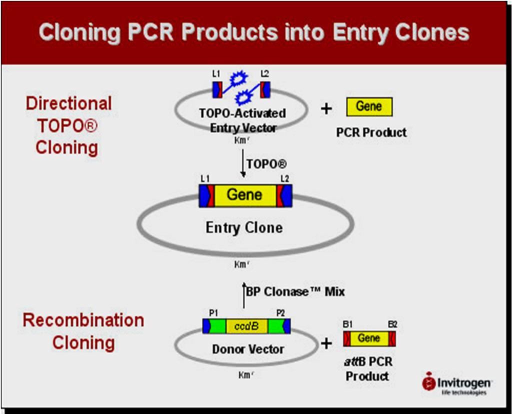 Rekombinantní klonovací systémy Gateway Technology - Invitrogen The basics of
