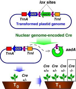 create a Gateway expression clone Cre lox recombination: Cre-ative tools for