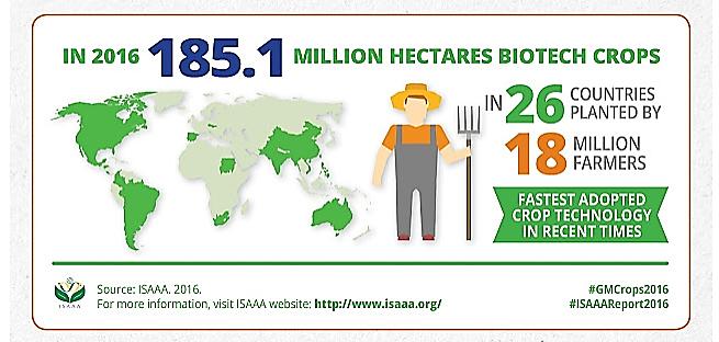Celosvětová produkce GM plodin v roce 2016: 185 mil.