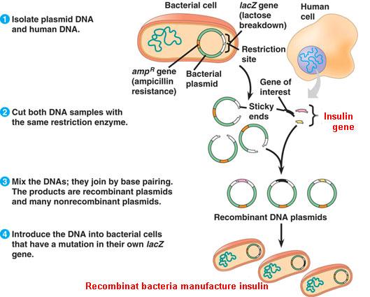 transgenní organismus vložením genů s antibiotikovou rezistencí do plasmidu