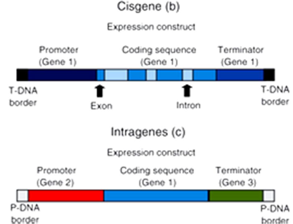 Základem pro genové inženýrství je technologie rekombinantní DNA Obecné označení postupů, které umožňují vytvářet nové kombinace molekul DNA, které se v