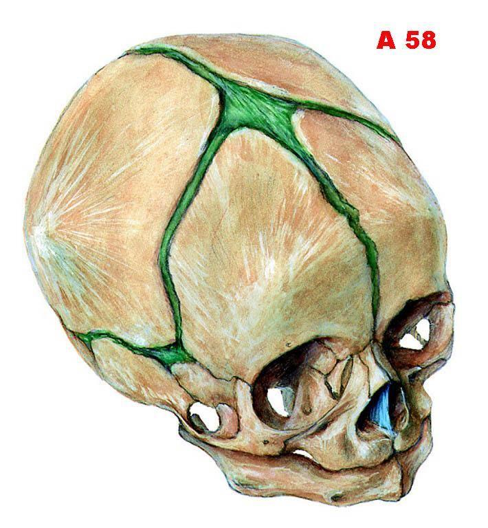 splanchnocrania.