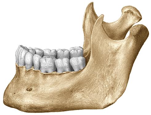 Mandibula zboku processus coronoideus incisura mandibulae processus