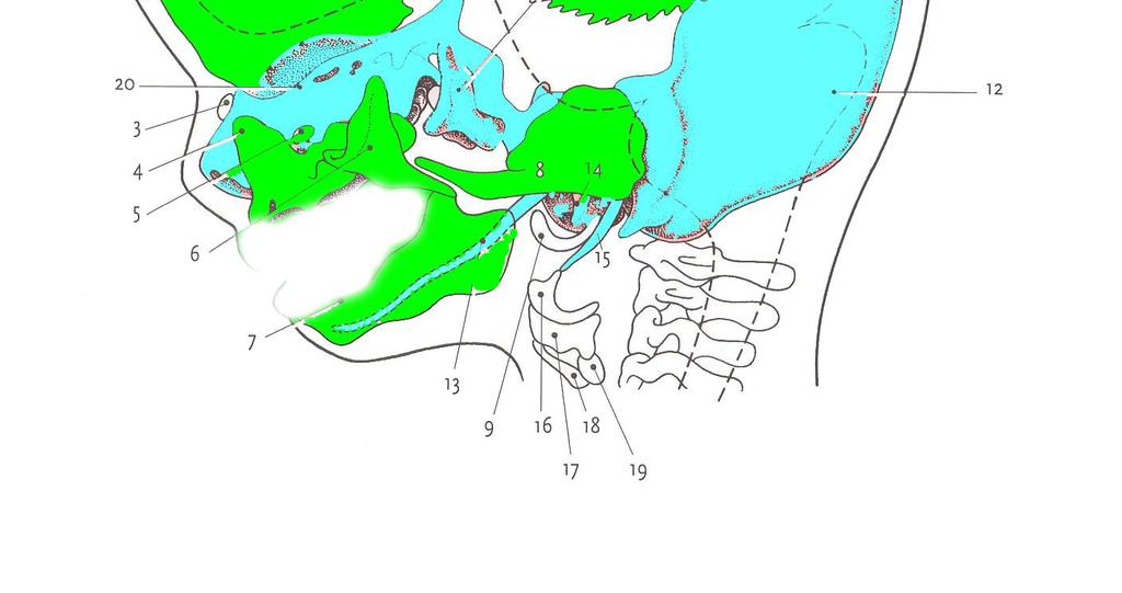 os zygomaticum mandibula desmocranium chondrocranium Meckelova chrupavka os