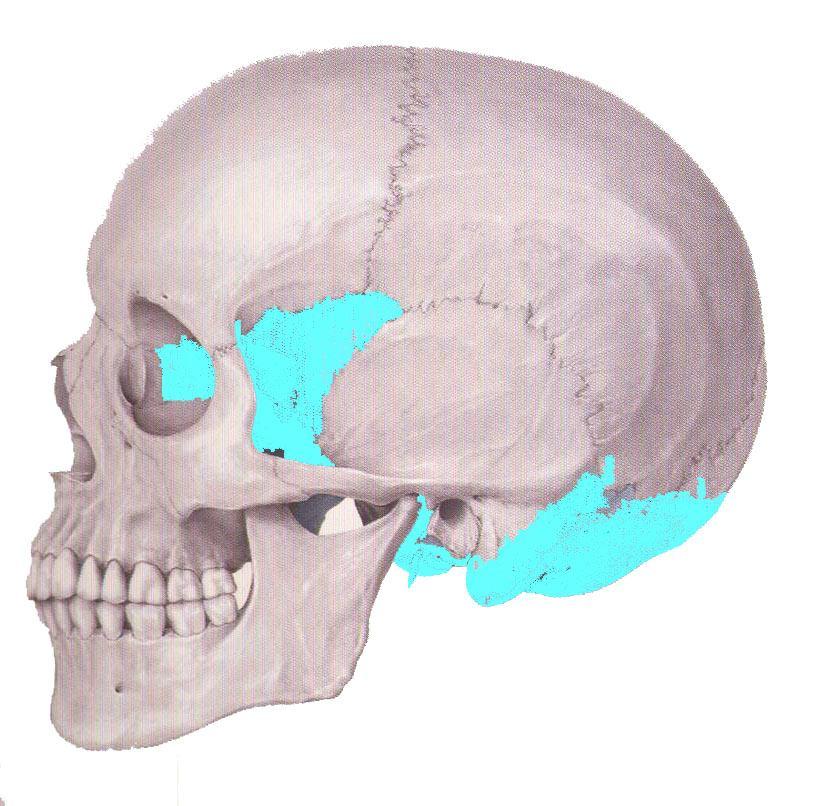 Desmocranium a chondrocranium E L F P N S T Max Z M