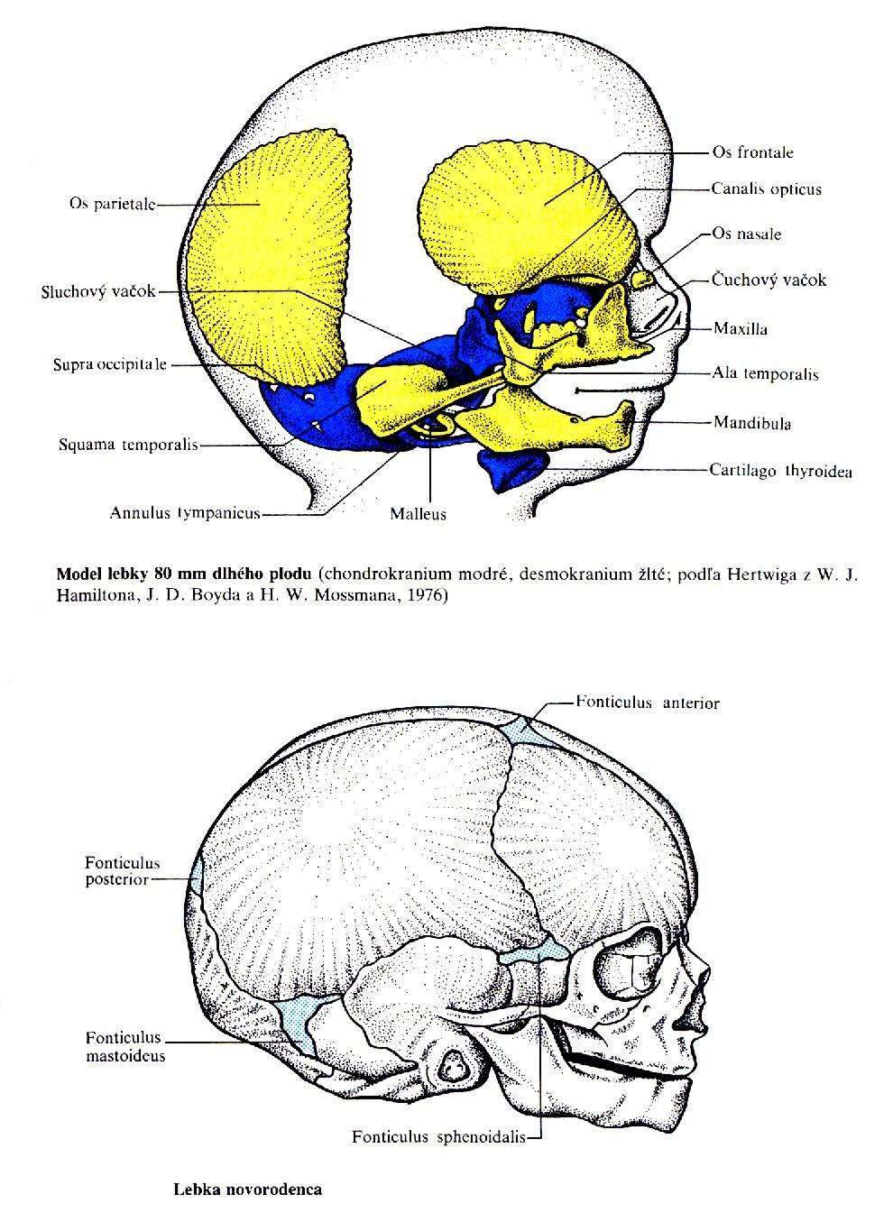 Fonticuli a