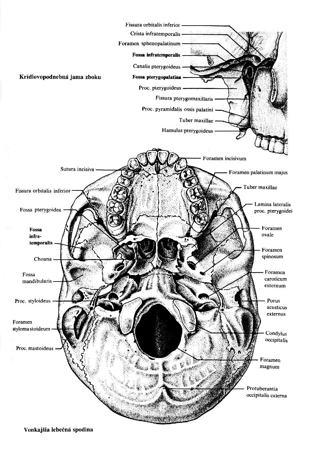 cranii)