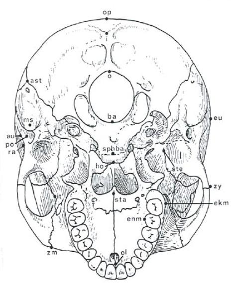 Kraniometrické body v