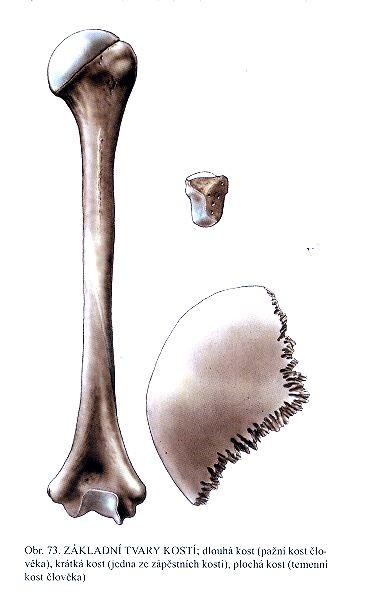 Typy kostí 1. Kosti dlouhé (ossa longa) - délka kostí převládá nad ostatními rozměry - rozlišujeme na nich proximální epifysu, diafysu a distální epifysu - např.