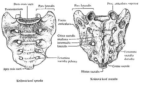 Sacrum