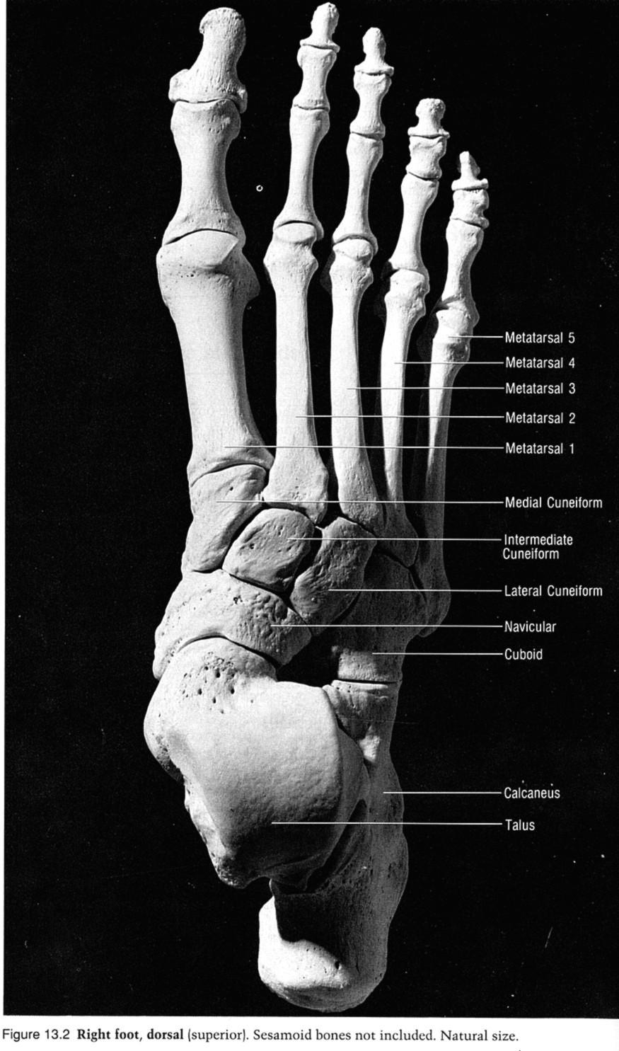 Kosti nohy Tarsální kosti (zánártní) Kost hlezenná,