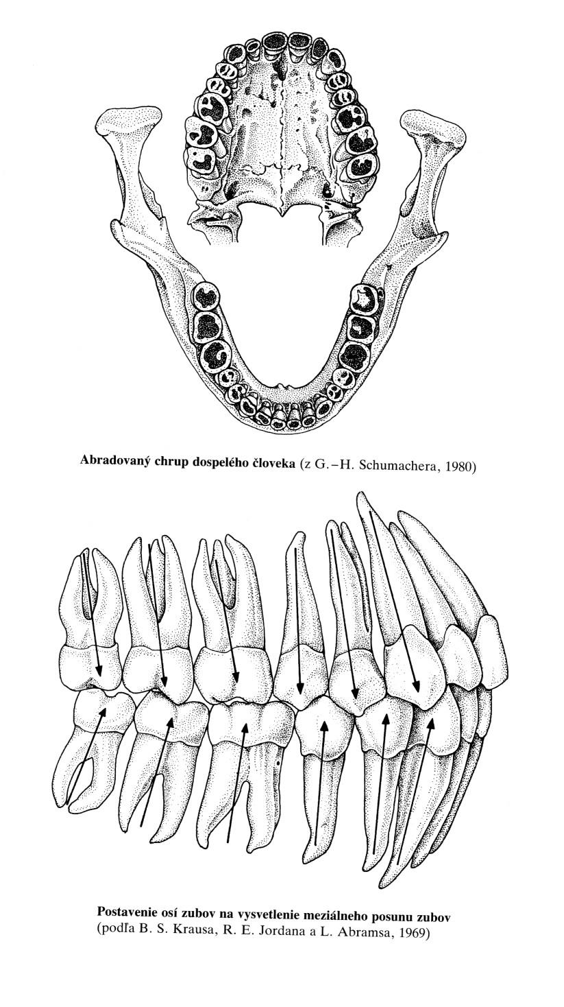 Zuby Schéma časového prořezávání trvalých zubů Pořadí zub doba prořezávání 1. první stolička 5. 7. rok 2. střední řezák 5. 7. rok 3. boční řezák 7.