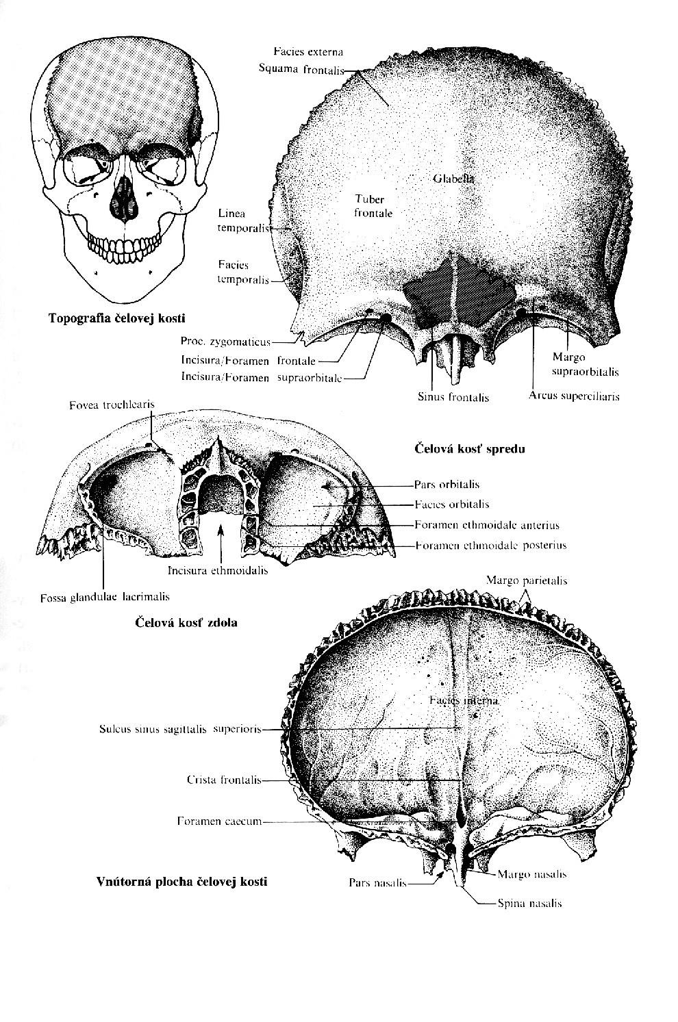 Kost čelní