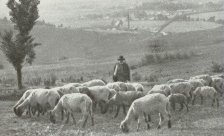 Niečo o výrobe bryndze Výroba hrudkovitého syra na salašoch (pastvinách) Akonáhle zmizne prvý sneh a usmeje sa jarné slniečko, vyženú gazdovia stáda oviec na pastviny.