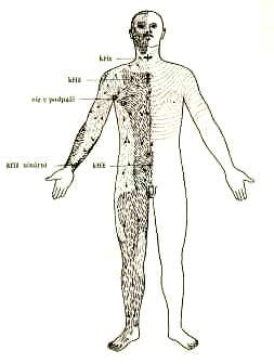 Somatické ochlupení Chlupy pokrývají tělo s výjimkou dlaní, plosek nohou, rtů, očních