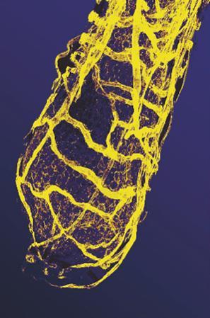 Vaskulární systém kapilární síť v okolí folikulu a v dermální papile se objevuje až je folikul větší a obsahuje vlas kapilární kličky v papile se