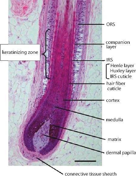 Bulbus vlasová cibulka elongační oblast: prodlužování buněk preelongační oblast: zvětšování buněk