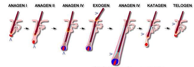 Cyklus růstu vlasů fáze vlasového folikulu atrofie folikulu proanagen, mesanagen, metanagen