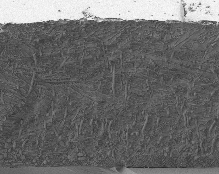 Biofilm C.