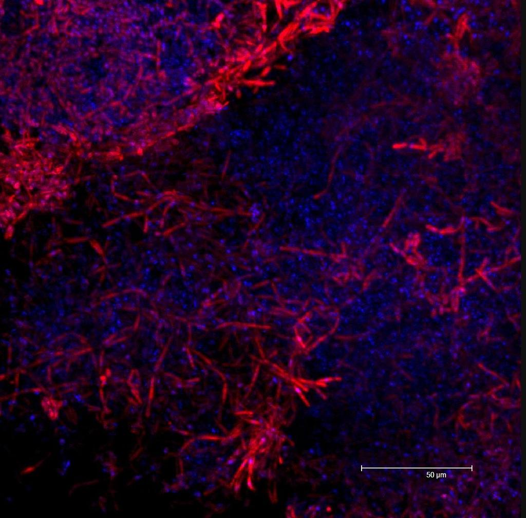 B Dvoufotonová fluorescenční