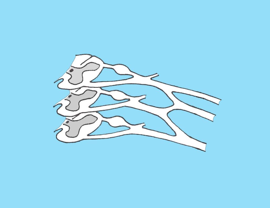 Míšní segment Míšní nerv Zadní větev (ramus posterior) Přední větev (r.