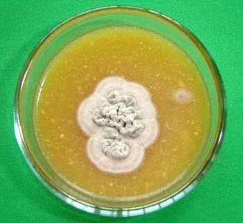 Trichophyton verrucosum zoofilní, zdrojem infekce je hovězí dobytek u infikovaných osob (u