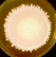 Microsporum persicolor geofilní infekce u zvířat (psi), vzácně u lidí, tinea