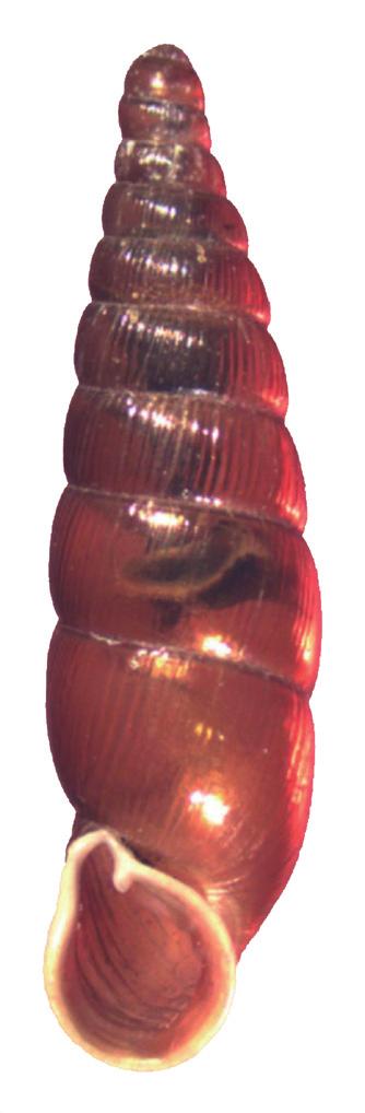 Fig. 1. Clausiliid snail Vestia turgida. Photo: M. Horsák. later (BRABENEC 1969). New localities were discovered in the second half of the 20 th century. Three new localities Kubova Huť, Jedlová Mt.