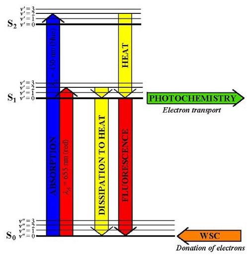 Obr. 3 Schéma využití excitační energie v molekule chlorofylu reakčního centra PSII.