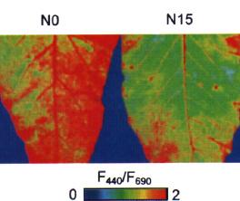 pěstované venku oproti rostlinám pěstovaným ve skleníku) chráněny před UV zářením lépe než rostliny stinné (Schweiger et al., 1996).