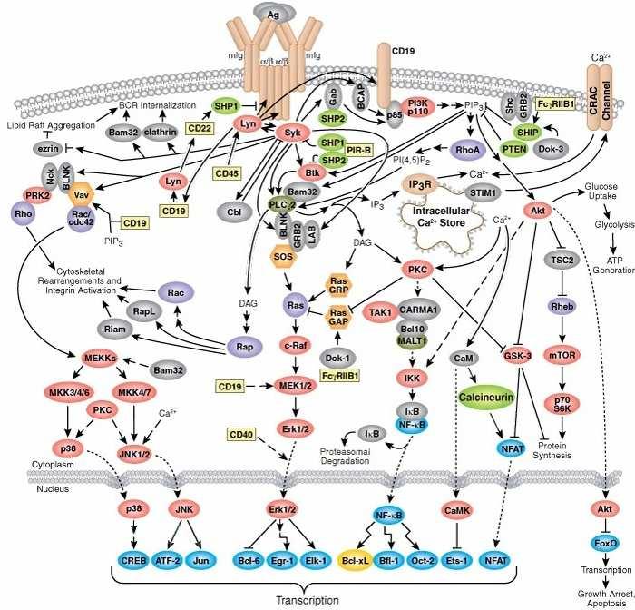 Teoretická část Obr. 2 Zpracování a prezentace antigenu B buňkami (Cell Signaling) 2.2.4 Imunitní odpověď závislá na protilátkách Protilátková odpověď na většinu antigenů vyžaduje spolupráci T H lymfocytů s B buňkami (tzv.