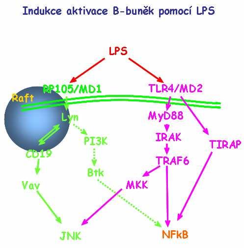 Teoretická část Obr. 3 Aktivace B buněk pomocí LPS 2.4.2.2 Přímá interakce B buněk s F. tularensis Přímé interakce mezi intracelulárními patogeny a B buňkami zatím nebyly příliš zkoumány. Menon a kol.