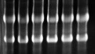 Výsledky 4.4 Experiment č. 4 Buněčná linie Ramos byla stimulována LPS (E. coli) po dobu 24 hodin. Izolace RNA byla provedena pomocí RNeasy Mini Kit.