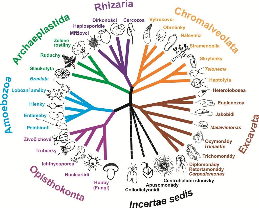 Tento poslední příklad jasně poukazuje na nestabilitu systému protist jako takového. Proto vznikl nový klasifikační systém podle S. M. Adl et al. (2005).