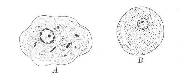 zakončenými více ostře neţ u E. histolytica a také odlišným pohybem trofozoita (Adamcová, 2010). Obr. 6: Schéma buňky Entamoeba coli (upraveno autorem) Převzato z: http://html.rincondelvago.