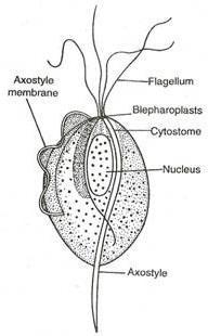 Obr. 13: Schéma buňky Trichomonas vaginalis (upraveno autorem) Převzato z: http://www.yourarticlelibrary.com/wpcontent/uploads/2014/01/clip_image002_thumb170.jpg Obr.