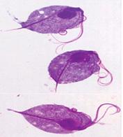gif Lamblie střevní (Giardia intestinalis) Říše: Excavata; Kmen: Fornicata; Třída: Trepomonadea; Řád: Diplomonadida; příklady příbuzných zástupců: Giardia Künstler Lamblie (viz Obr. 15, Obr.