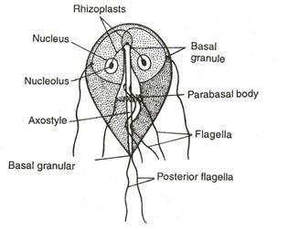 Obr. 15: Schéma buňky Giardia intestinalis (upraveno autorem) Převzato z: http://www.yourarticlelibrary.com/wpcontent/uploads/2014/01/clip_image002_thumb172.jpg Obr.