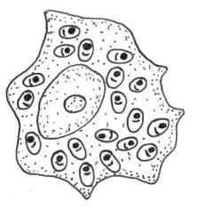 Ničivka útrobní (Leishmania donovani) Říše: Excavata; Kmen: Euglenozoa; Třída: Kinetoplastea; Třída: Trypanosomatida; příklady příbuzných zástupců: Leishmania tropica, Leishmania major Ničivka (viz